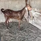 عنز مطوره متبع بتيس