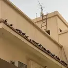 مساعدة بخصوص الحمام المنزلي