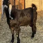 تيس فحل