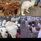 طليان سواكن اضاحي