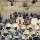 للبيع حمام سرح قوي ونشيط
