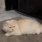 بسه  شيرازي