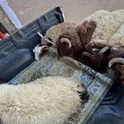 خرفان نعيمي. موجودات الآن في حراج تبوك