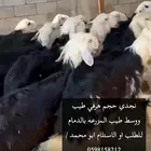 نجديات وحريات ونعيم موقعنا قرب حي فرسان حياكم الله جميعا