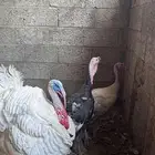 دجاج رومي