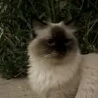 راغدول
