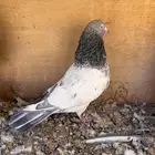 حمام باكستاني