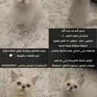 منشكن القط القزم