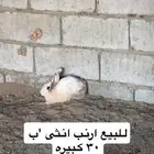 ارنب انثى للبيع كبيره  الون حلو التواصل .