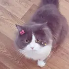 قط للتفاصيل تواصل واتس