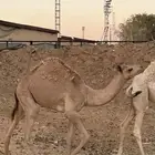 قعود هجن للبيع
