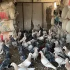 حمام زاجل