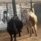 عوارض صنف للبيع