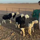 بهم خرفان