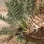 جثايث للبيع مقفزي وشكل وبديره وحمراء عميق وحمراء حصان وخلعه