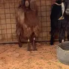 التيوس وخروف فحول