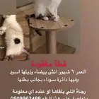 قطة مفقودة في الشرائع مخطط 2