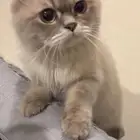 قط هملايا للبيع