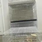 اقفاص ببغاء