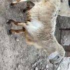 فحل صنف