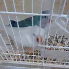 زوج كويكر مع فروخه