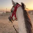 مهر شعبي معسوف تم البيع