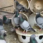 حمام زاجل سوبر