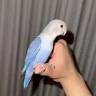 ببغاء روز اليف هدد