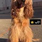 جراء كوكر اسبانيل بيوور