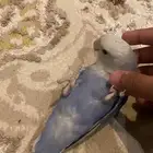 روز يرقص