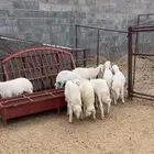 خرفان للبيع