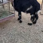 تم البيع