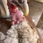دجاج رومي