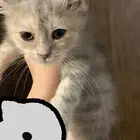 قطه للبيع