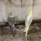 طيور للبيع