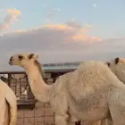 القعود العوني عمره5-6شهور