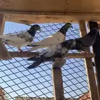 للبيع حمام باكستاني شرط مطيار