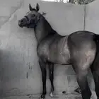 مهره شعبيه