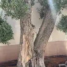 نوادر شجر الزيتون المعمر