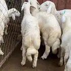 خرفان للبيع