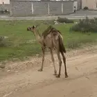 بكرة للتربية والضيار