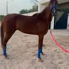 حصان للبيع بيع مستعجل