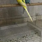 طير حب بادجي