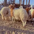 خرفان نعيم فل شحم اعمار 6 شهور