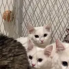 قطط للتبني