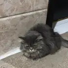 سلام عليكم هاذي قطه ضايعه في المحاله حصلتها قريب من الجداف