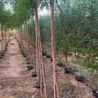 اشجار زينه وشوكيات