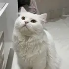 قط شيرازي