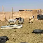 معزا