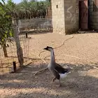 ذكر وز عراقي بيور